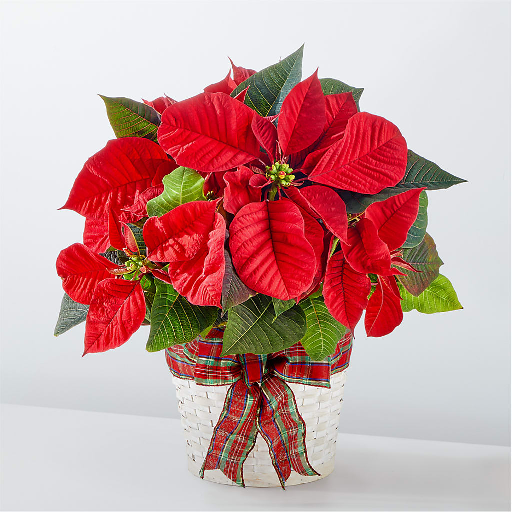 Happiest Holidays Poinsettia – ANTOSZYK'S GARDEN CENTER & FLORIST SHOP, Butler PA