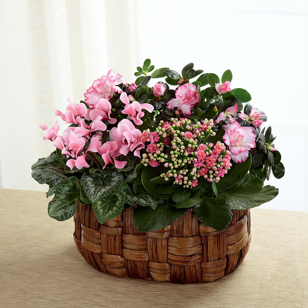 Pink Assortment – ANTOSZYK'S GARDEN CENTER & FLORIST SHOP, Butler PA