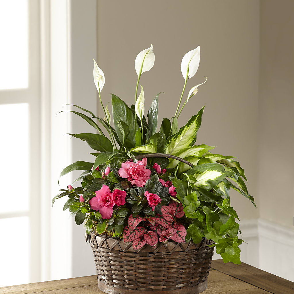 Dream in Pink Dishgarden – ANTOSZYK'S GARDEN CENTER & FLORIST SHOP, Butler PA