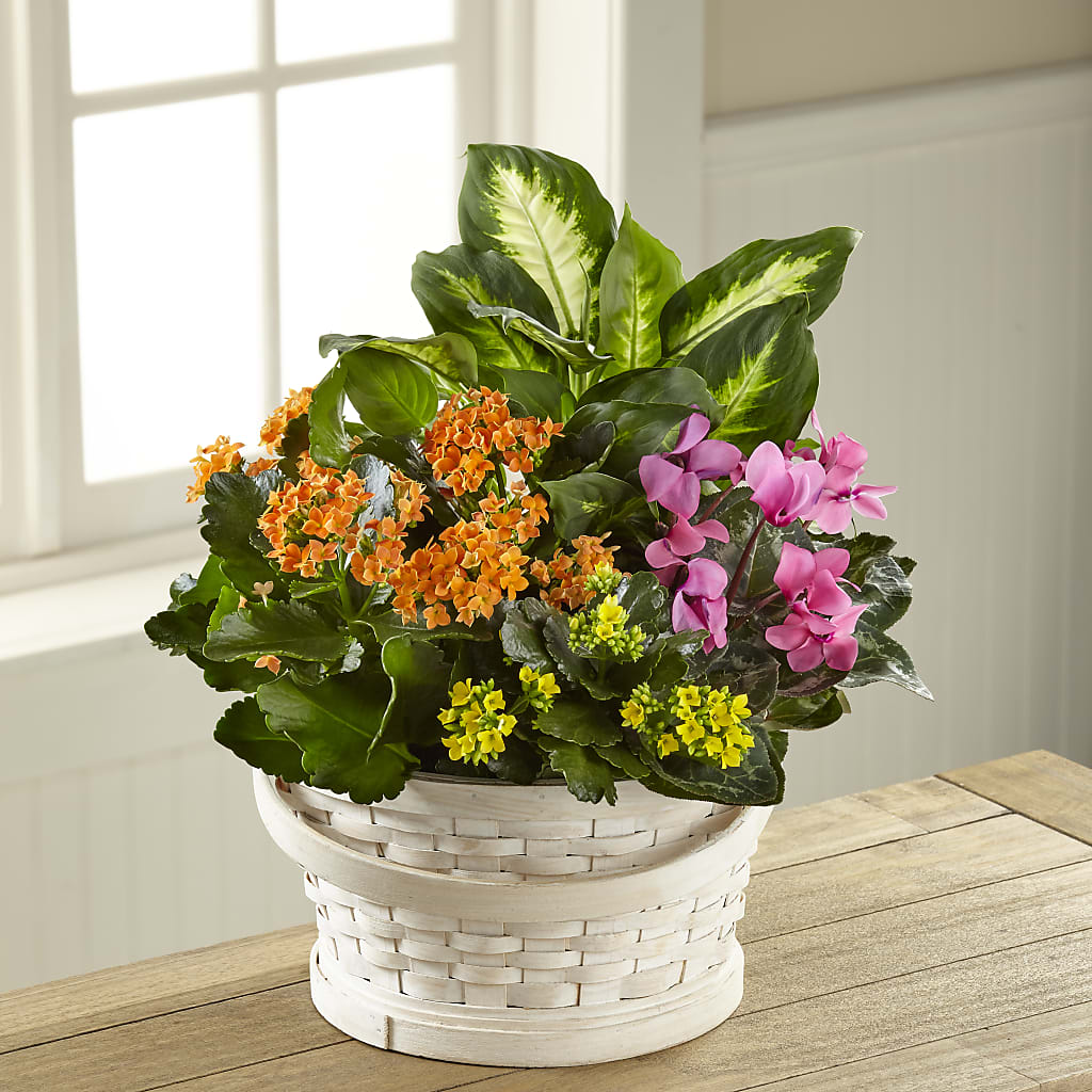 Color Crush Dishgarden – ANTOSZYK'S GARDEN CENTER & FLORIST SHOP, Butler PA
