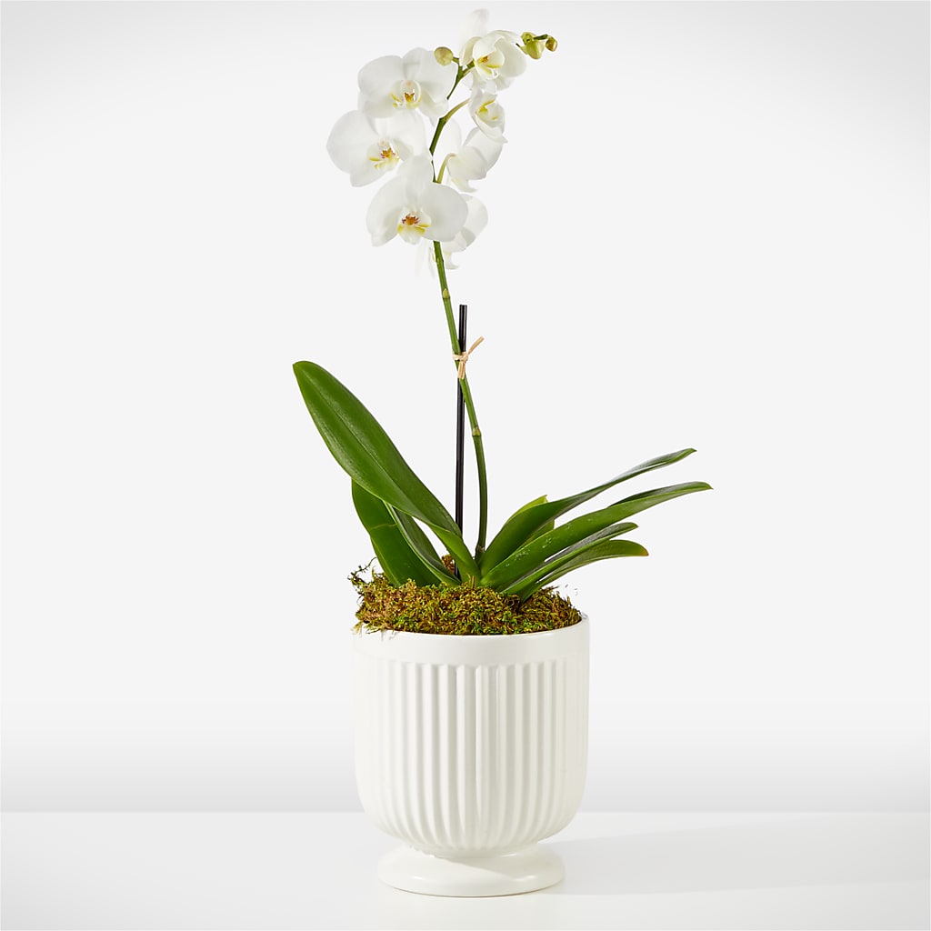 Whispering White Orchid – ANTOSZYK'S GARDEN CENTER & FLORIST SHOP, Butler PA