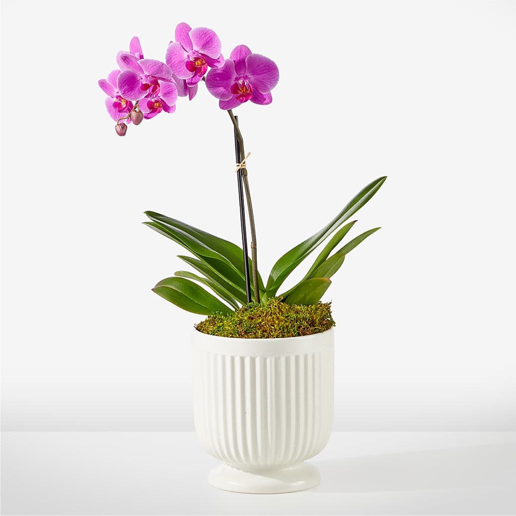 Friendly Fuchsia Orchid – ANTOSZYK'S GARDEN CENTER & FLORIST SHOP, Butler PA