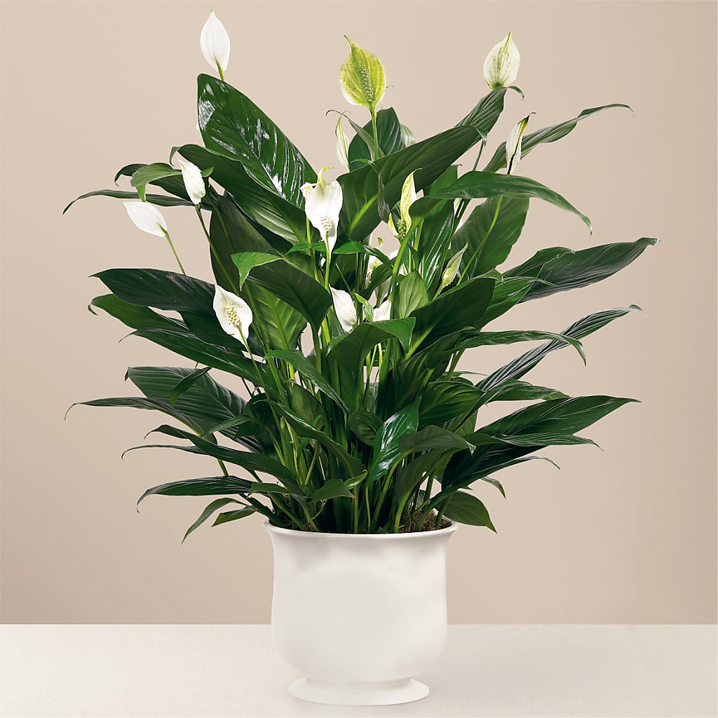 Comfort Planter – ANTOSZYK'S GARDEN CENTER & FLORIST SHOP, Butler PA