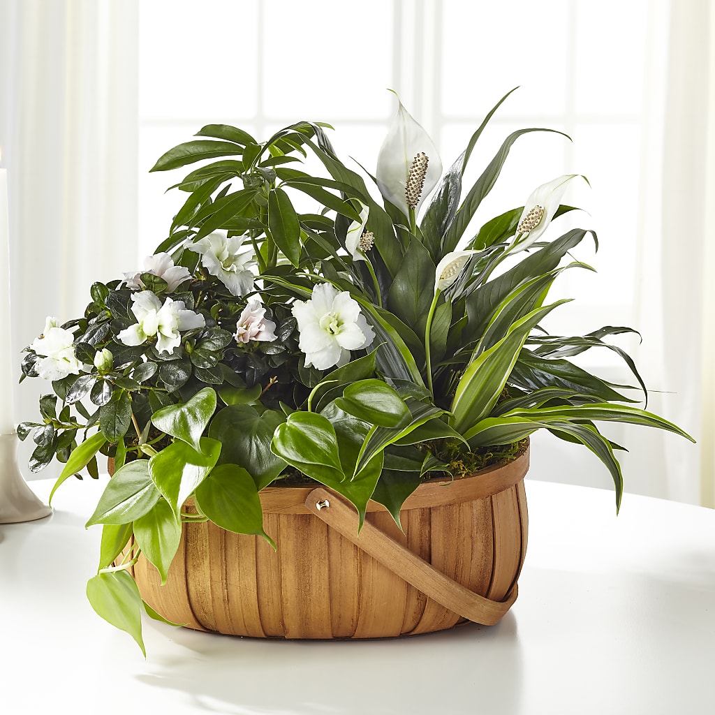 Serene Dishgarden – ANTOSZYK'S GARDEN CENTER & FLORIST SHOP, Butler PA