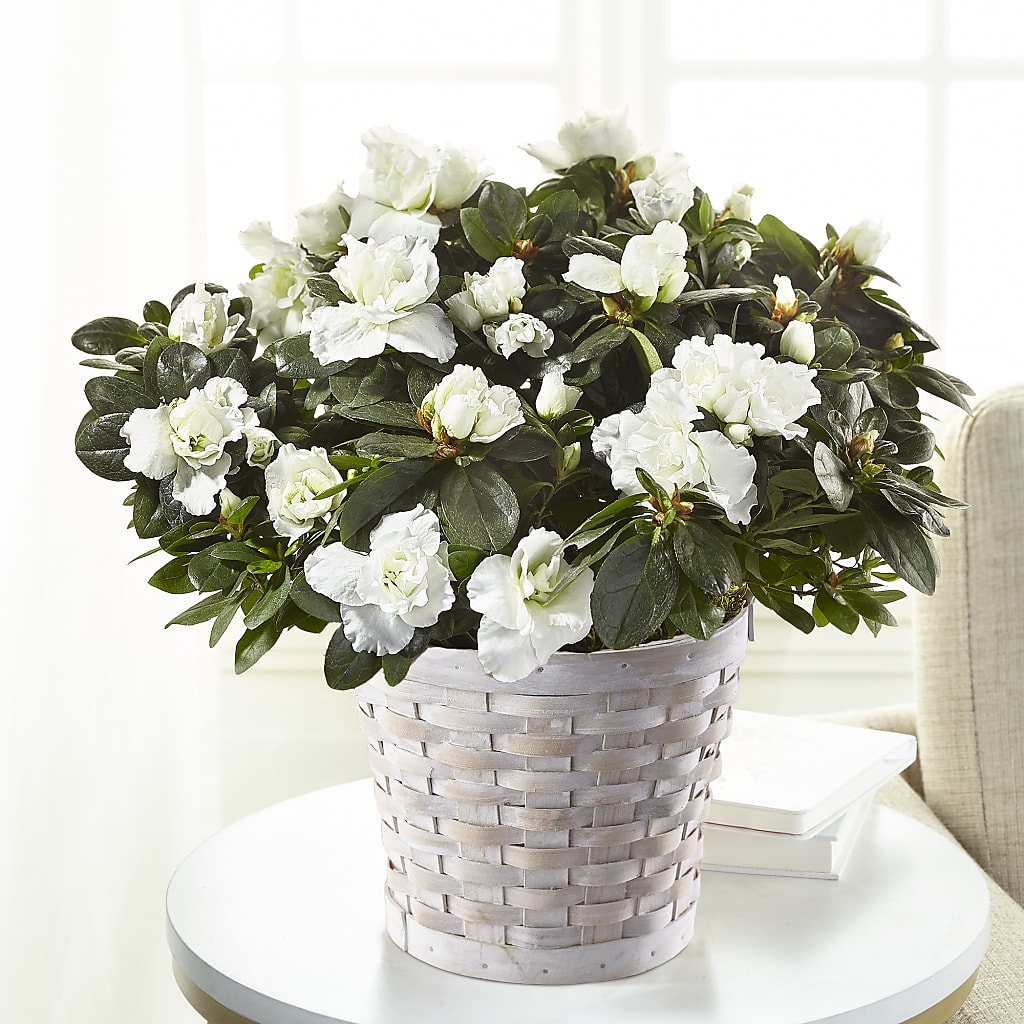 White Azalea Plant – ANTOSZYK'S GARDEN CENTER & FLORIST SHOP, Butler PA