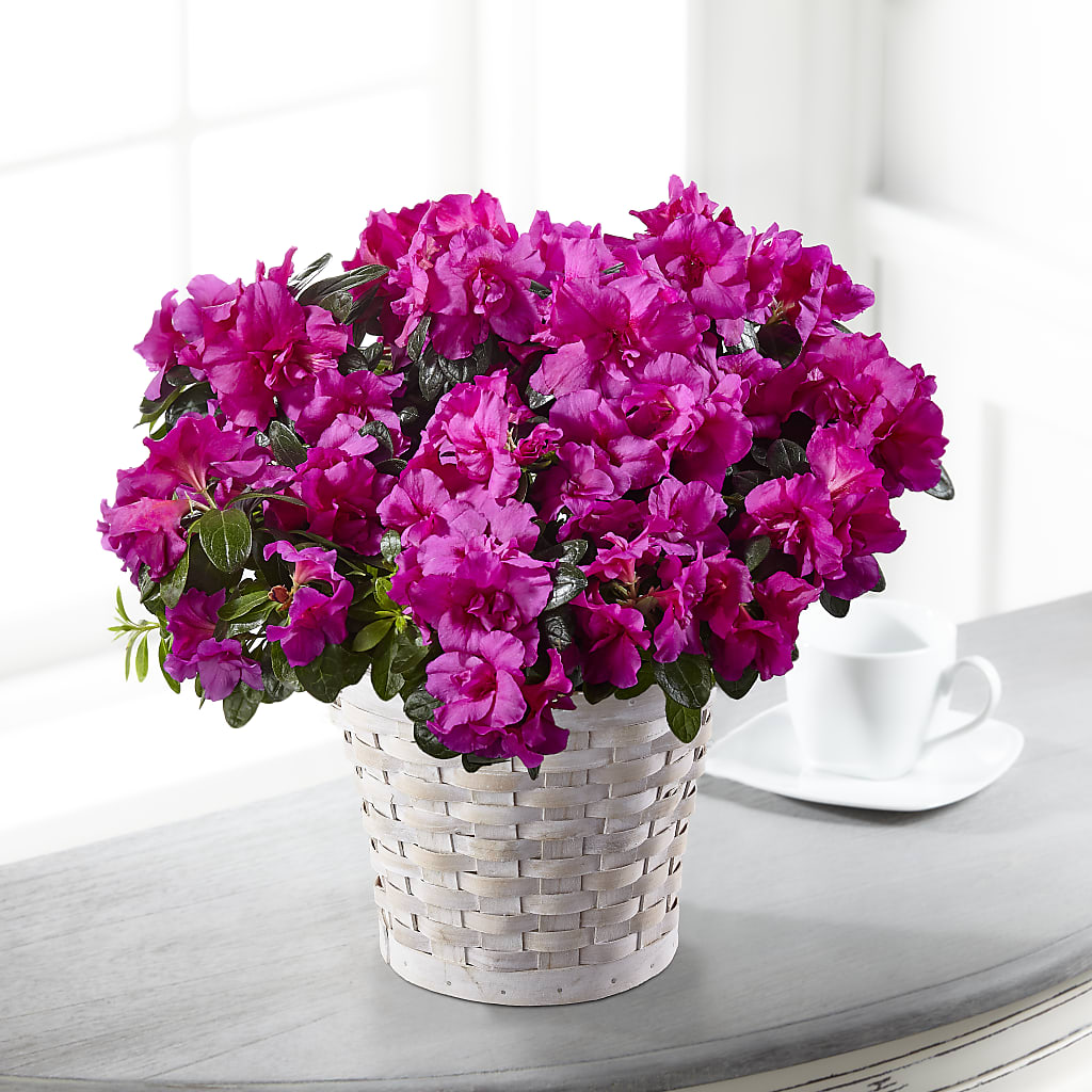 Hope & Serenity Azalea Plant – ANTOSZYK'S GARDEN CENTER & FLORIST SHOP, Butler PA