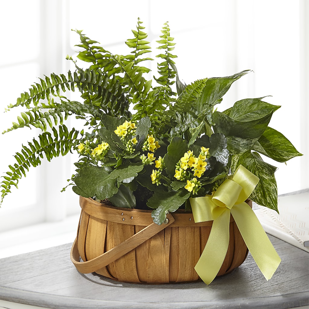 Always Dear Dishgarden – ANTOSZYK'S GARDEN CENTER & FLORIST SHOP, Butler PA