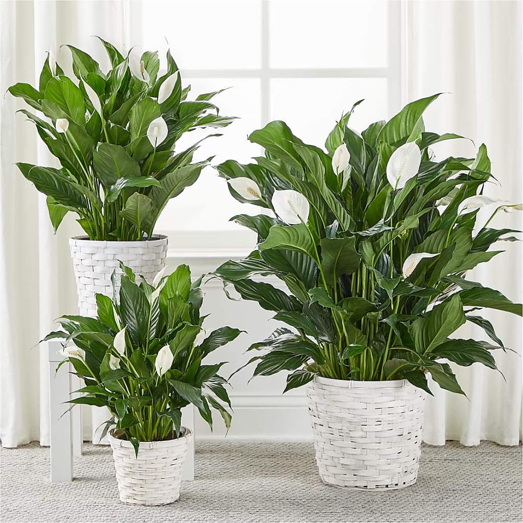 A New Leaf Peace Lily – ANTOSZYK'S GARDEN CENTER & FLORIST SHOP, Butler PA