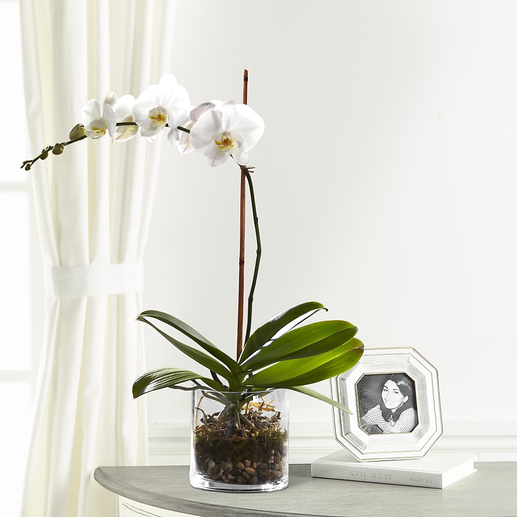 White Orchid Planter – ANTOSZYK'S GARDEN CENTER & FLORIST SHOP, Butler PA
