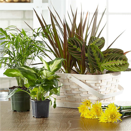 Florist Designed Blooming and Green Plants in a Basket – ANTOSZYK'S GARDEN CENTER & FLORIST SHOP, Butler PA