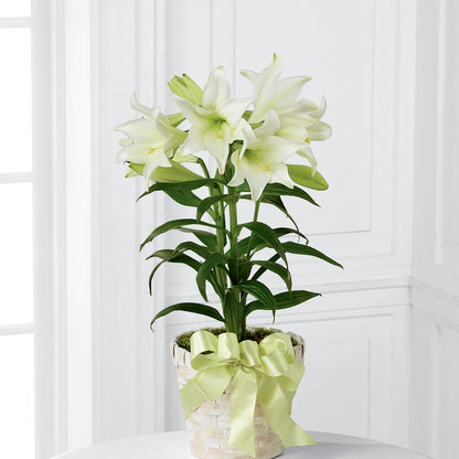 Easter Lily Plant – ANTOSZYK'S GARDEN CENTER & FLORIST SHOP, Butler PA