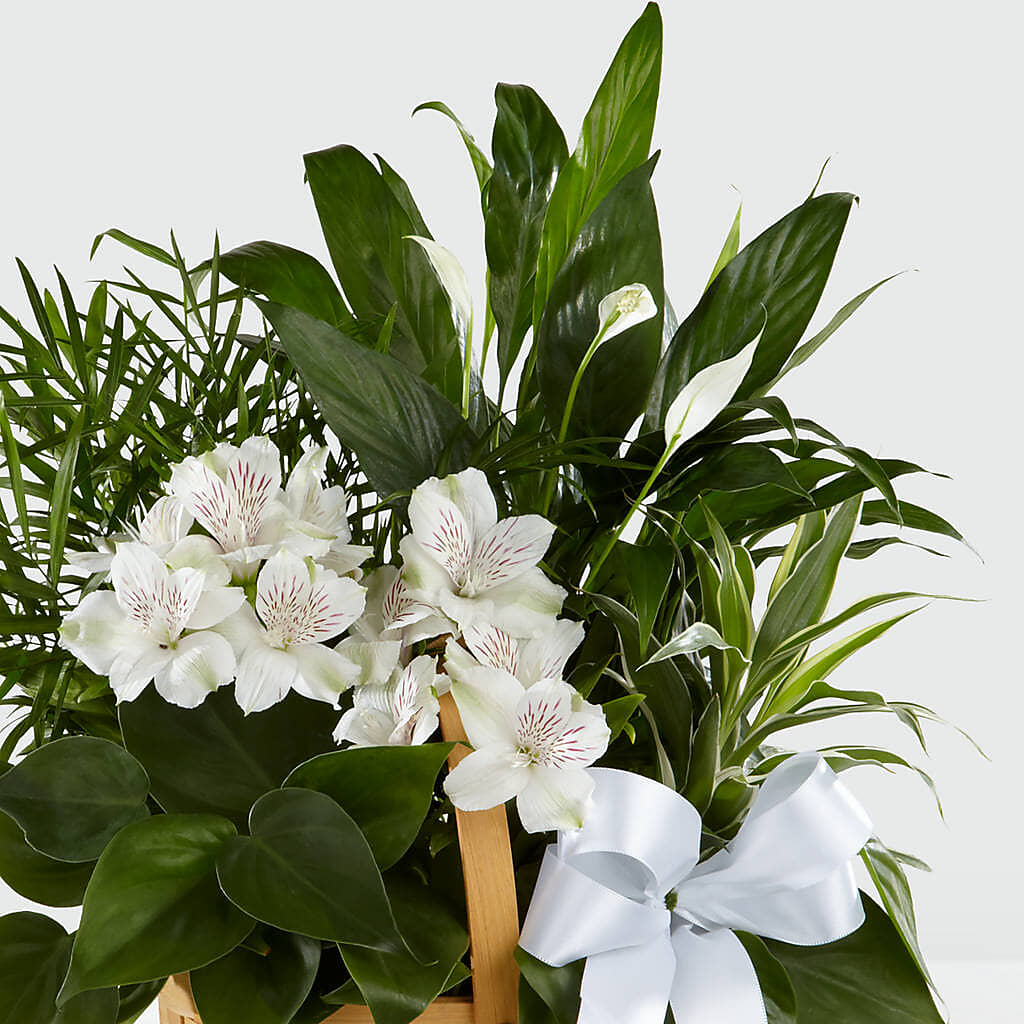 Peace & Serenity Dishgarden – ANTOSZYK'S GARDEN CENTER & FLORIST SHOP, Butler PA