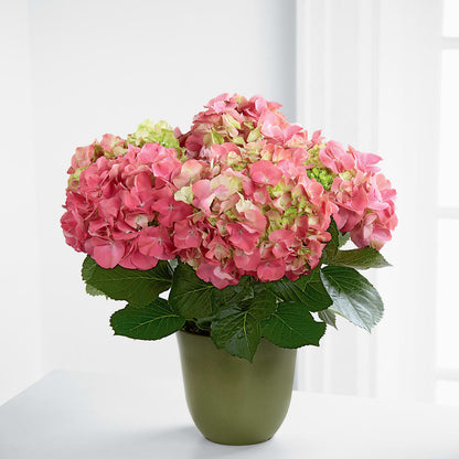 Pink Hydrangea Planter – ANTOSZYK'S GARDEN CENTER & FLORIST SHOP, Butler PA