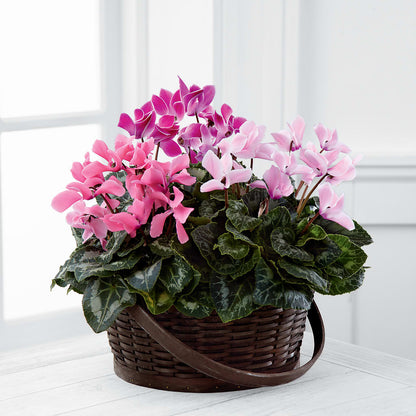 Mixed Cyclamen Planter – ANTOSZYK'S GARDEN CENTER & FLORIST SHOP, Butler PA