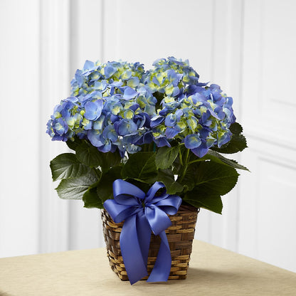 Blue Hydrangea Planter – ANTOSZYK'S GARDEN CENTER & FLORIST SHOP, Butler PA