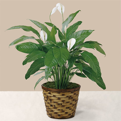 Tranquil Moments Peace Lily Plant – ANTOSZYK'S GARDEN CENTER & FLORIST SHOP, Butler PA