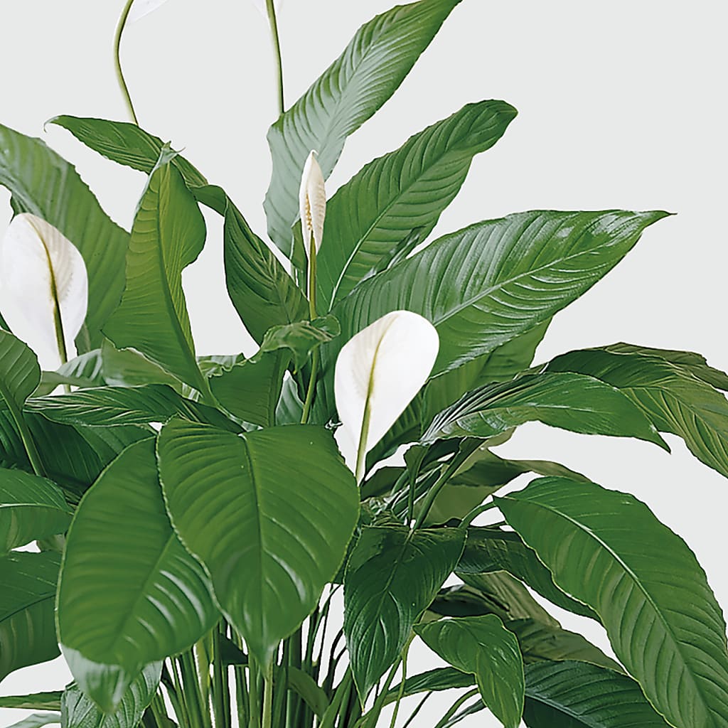 Tranquil Moments Peace Lily Plant – ANTOSZYK'S GARDEN CENTER & FLORIST SHOP, Butler PA