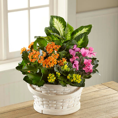 Color Crush Dishgarden – ANTOSZYK'S GARDEN CENTER & FLORIST SHOP, Butler PA