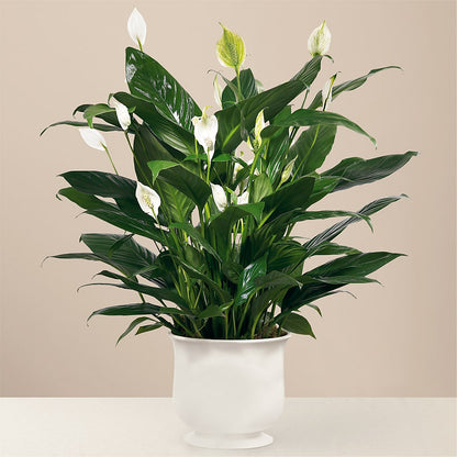 Comfort Planter – ANTOSZYK'S GARDEN CENTER & FLORIST SHOP, Butler PA