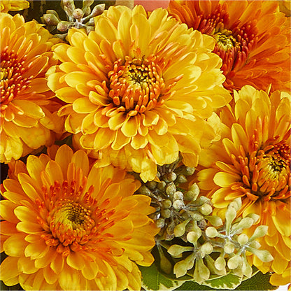 Peachy Pumpkin – ANTOSZYK'S GARDEN CENTER & FLORIST SHOP, Butler PA