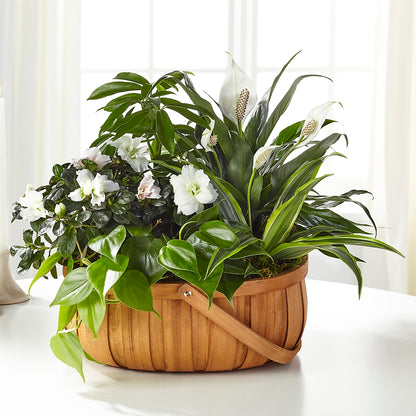 Serene Dishgarden – ANTOSZYK'S GARDEN CENTER & FLORIST SHOP, Butler PA