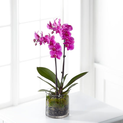 Pink Orchid Plant – ANTOSZYK'S GARDEN CENTER & FLORIST SHOP, Butler PA