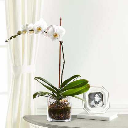 White Orchid Planter – ANTOSZYK'S GARDEN CENTER & FLORIST SHOP, Butler PA